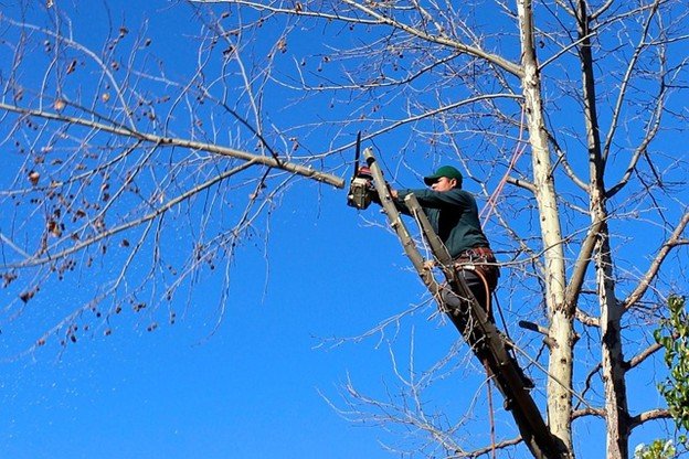 Overgrown tree canopy with dense branches before professional tree trimming and pruning service in Eureka, MO.