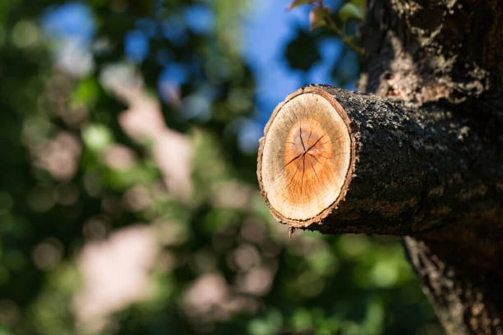 Freshly pruned tree branch showing clean, professional cuts made during expert tree trimming and pruning services by Riverbend Tree Service