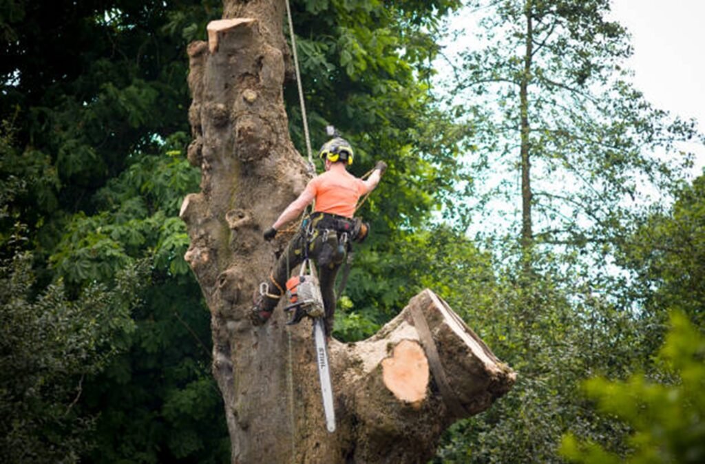 Certified arborist safely removing a large tree using climbing gear and a chainsaw during a residential tree removal project in Eureka, MO.