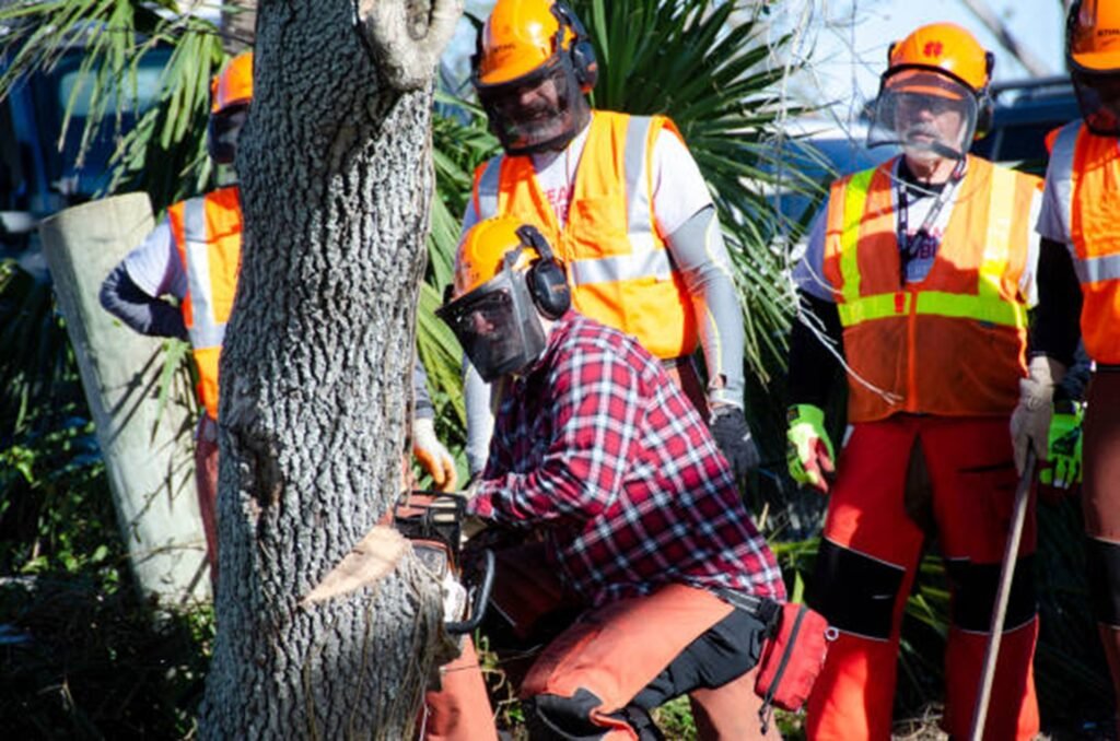 Professional tree removal crew safely cutting down a residential tree using chainsaws and protective safety equipment in Eureka, MO.