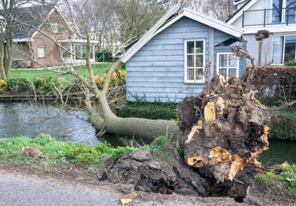 Large uprooted tree lying beside a residential property after severe storm damage, requiring professional cleanup in Eureka, MO.