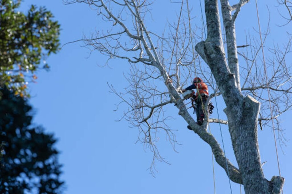 Professional arborist safely removing a large tree using climbing equipment during a residential tree removal project in Eureka, MO.