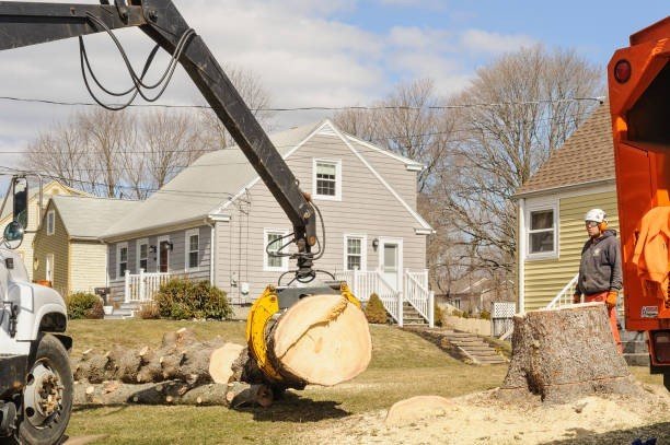 Professional emergency tree service crew cutting and removing a large fallen tree blocking a residential street in Eureka, MO.