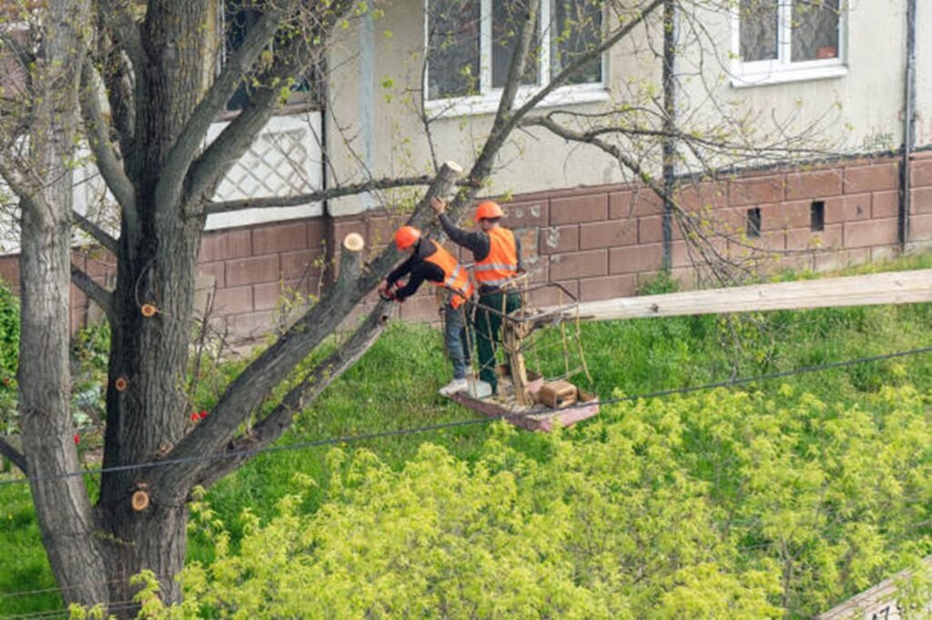 Professional tree trimming crew using an aerial lift to prune large tree branches at a residential property in Eureka, MO.